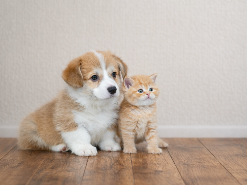 ペットと暮らすリビング